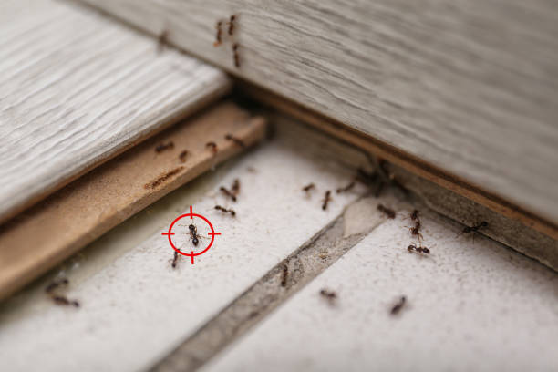 Best Pest Control Near Me  in Wilsonville, OR