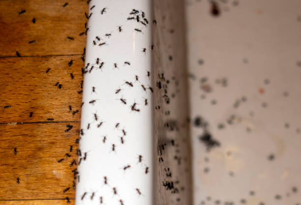 Best Ant Control Services  in Wilsonville, OR